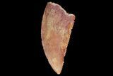Serrated, Raptor Tooth - Real Dinosaur Tooth #176205-1